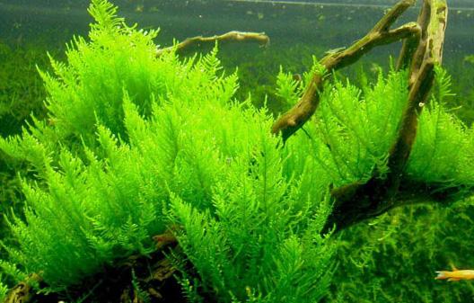 Akváriový mach Leptodictyum Riparium Stringy moss