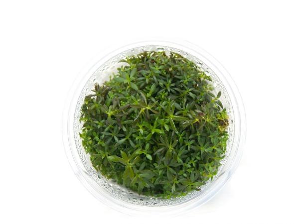 GrowCup Limnophila aromatica - In Vitro