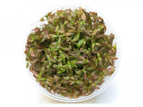GrowCup Ammania gracilis In Vitro