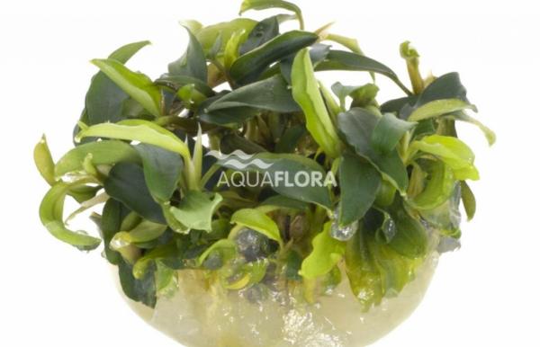Bucephalandra 'Wavy Green' - In Vitro Cup EcoScape