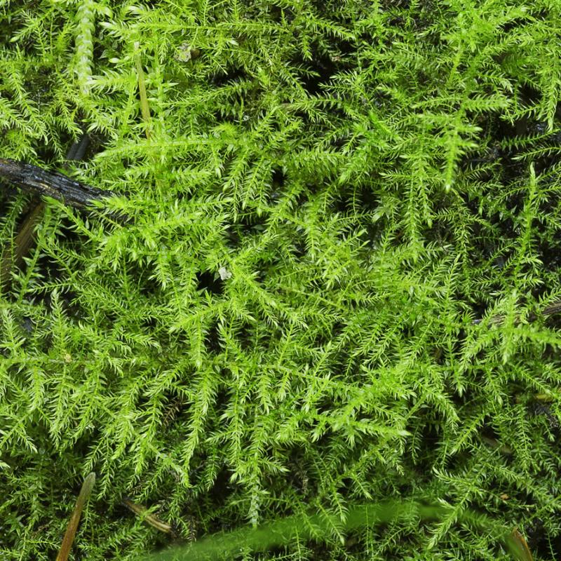 Akváriový mach Amblystegium sp. -  Brazil moss