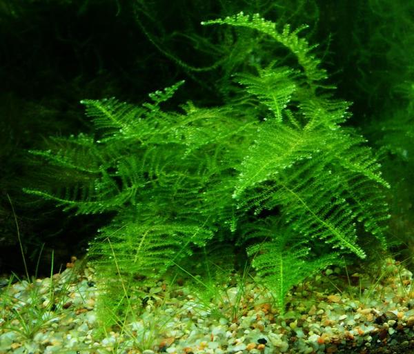 Akváriový mach Vesicularia dubyana Christmas moss