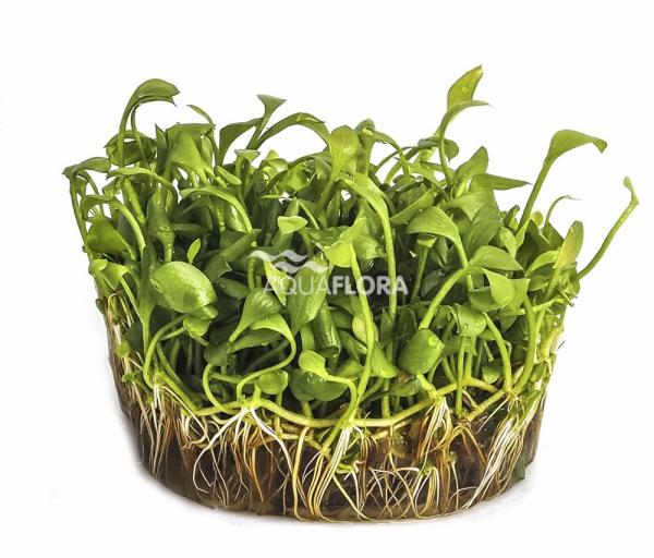 Marsilea angustifolia - In Vitro Cup EcoScape