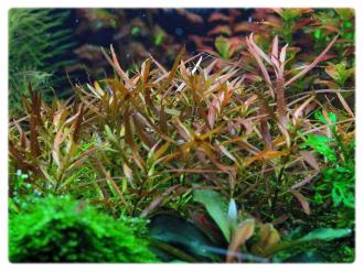 GrowCup Ludwigia brevipes - In Vitro