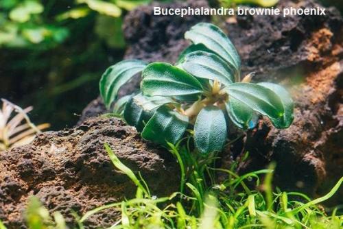 Bucephalandra brownie Phoenix