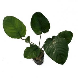 Anubias Barteri Wrinkled Leaf